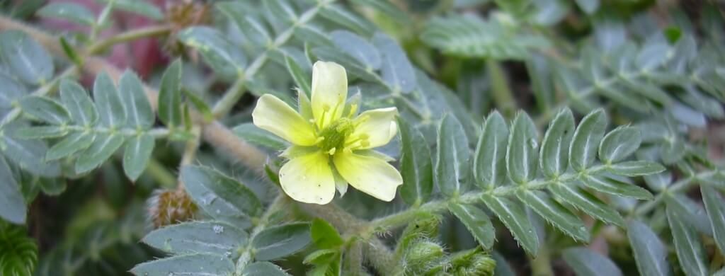 Tribulus Terrestris